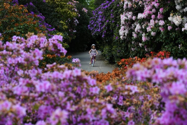 The rhododendrons are in full bloom providing a wonderful backdrop.