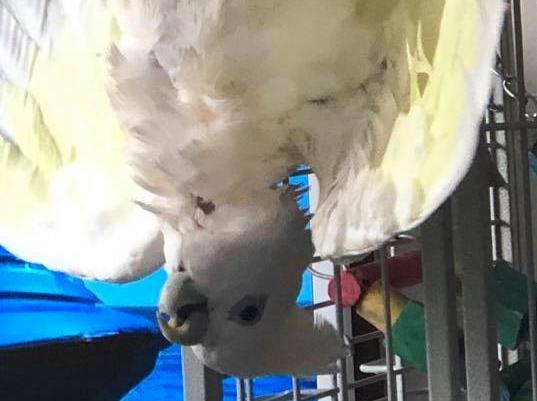 Andrea Jones said: "This is Boo Boo my silly cockatoo."