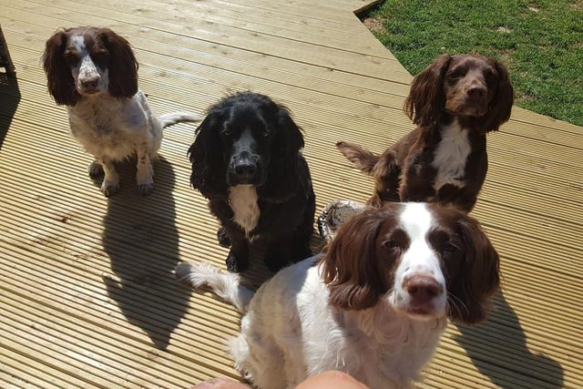 Lisa Hessey said: "I'm owned by 4 gorgeous rescue spaniels. Bella, Prince Meg and Chase. My world."