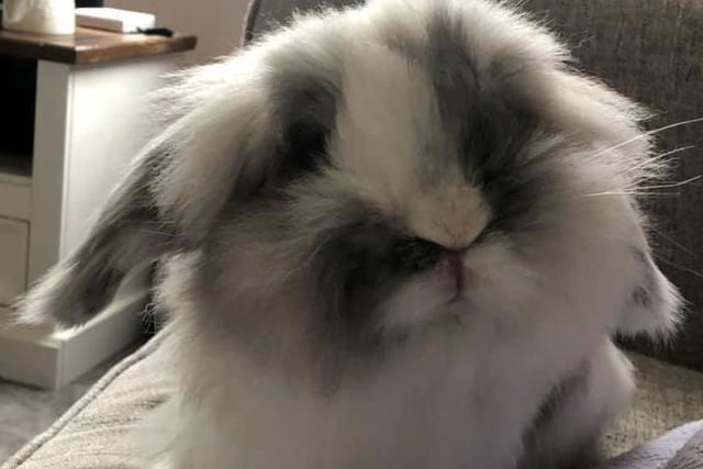 Kirsty Hardcastle shared a photo of Thumper.