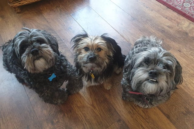 Katie Kins said:"Lester, Dorris and Lilly wondering why they are getting so many walks."