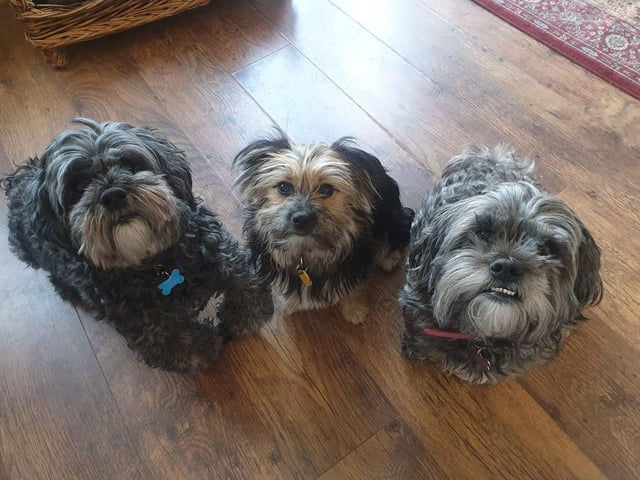 Katie Kins said:"Lester, Dorris and Lilly wondering why they are getting so many walks."