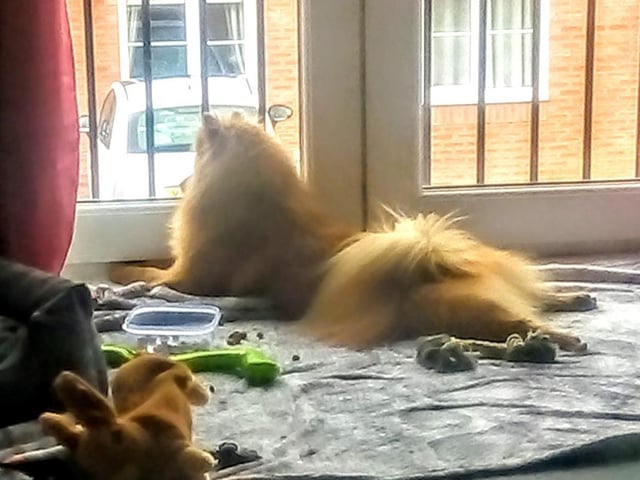 Pam Lloyd said: "Muffin wishing he could see his friends."