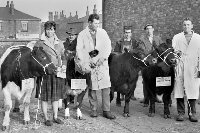 Prize winning beasts with their handlers at Wigan cattle market in Prescott Street in 1963.