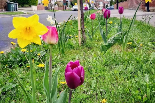 Residents have been planting the grass verges with flowers and bulbs during the lockdown.