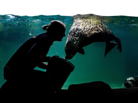 Saying hello to the seals. Picture: James Hardisty/ JPI Media