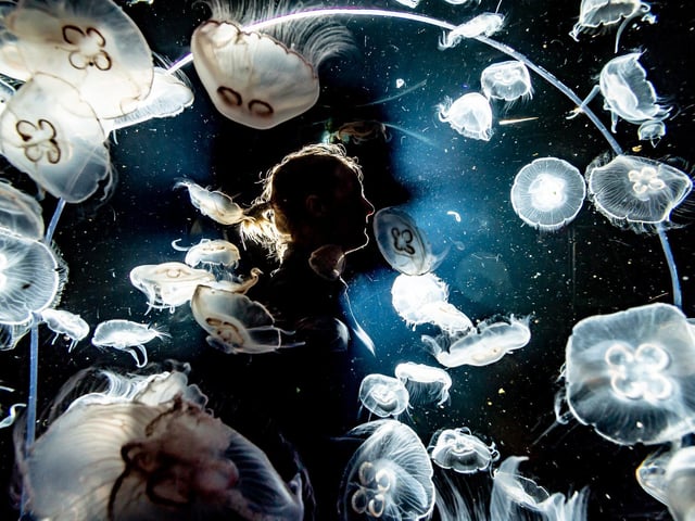 The jellyfish looking peaceful as they float around.