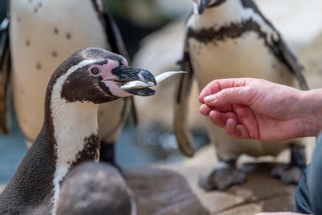 A penguin tucks into a tasty treat.
