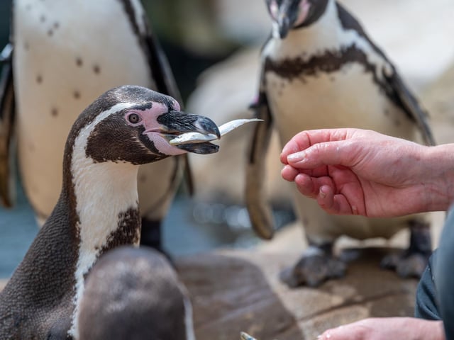 A penguin tucks into a tasty treat.