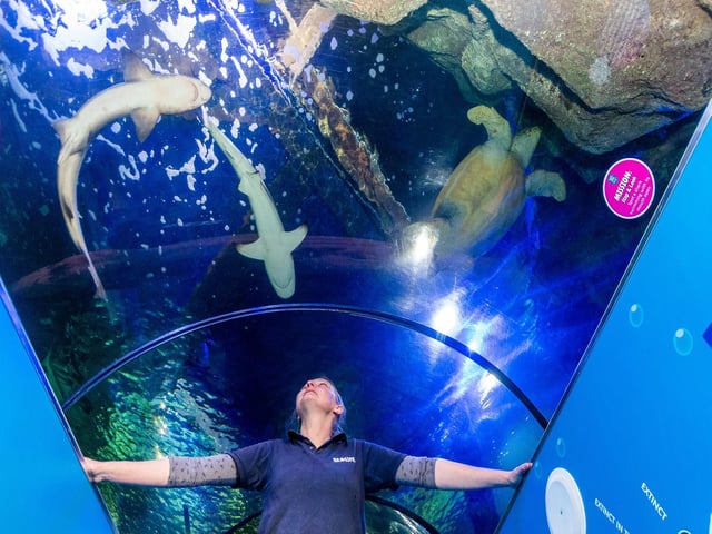 Displays curator Lyndsey Crawford-Darwell in the ocean tunnel.Sharks and a loggerhead sea turtle swim above her.