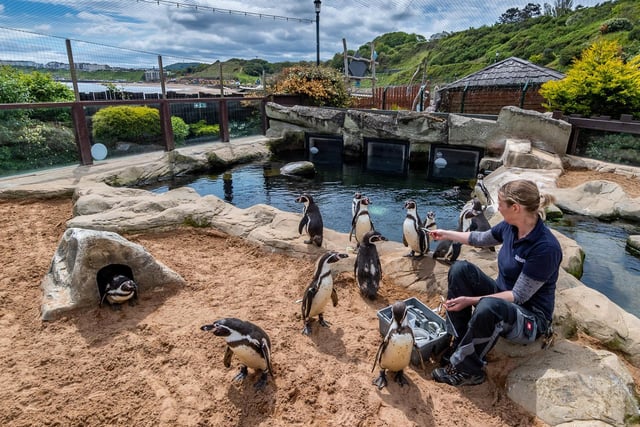 Curator Lyndsey feeds the colony on penguin island.