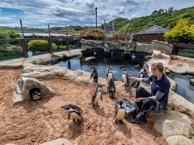 Curator Lyndsey feeds the colony on penguin island.