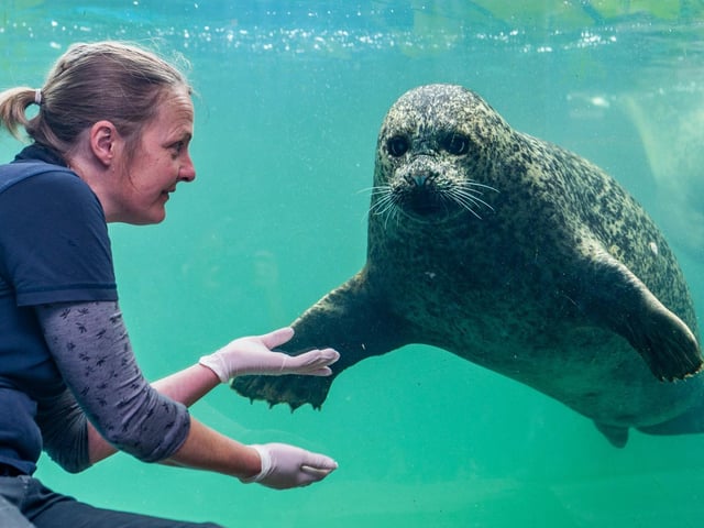 A large harbour seal says hello to curator Lyndsey.