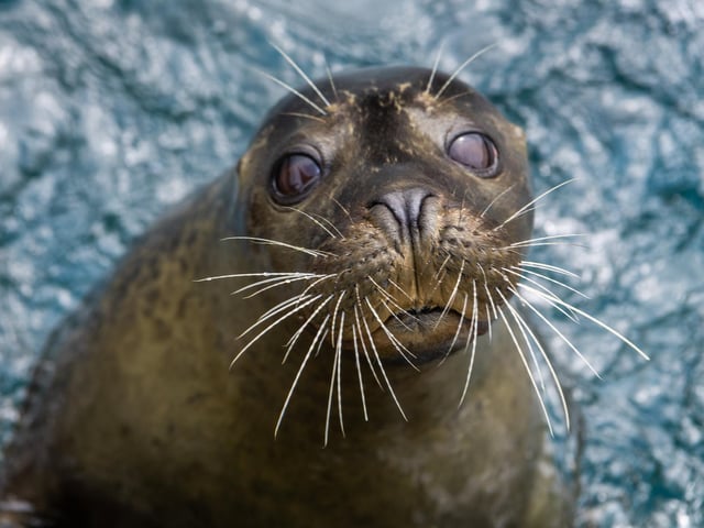 A seal pops up to say hello.