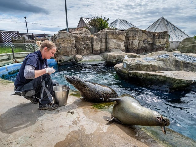 The seals say hello as they feed on some rocks.
