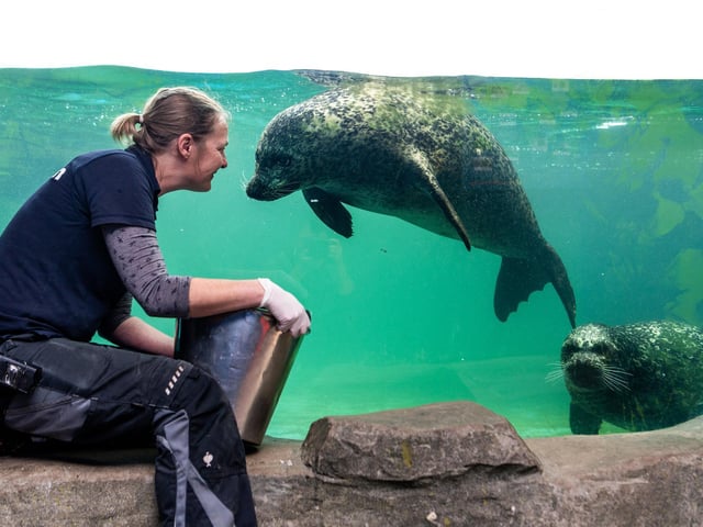 Two seals swim up to examine their bucket of food.