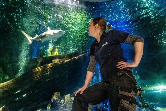 Lyndsey checks out a black tip reef shark.