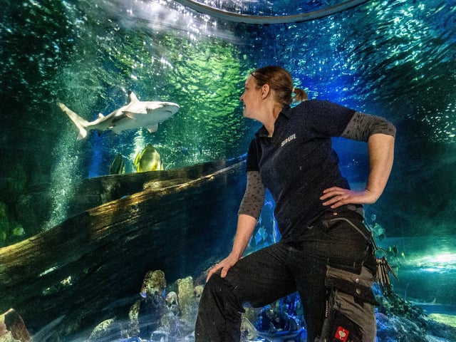 Lyndsey checks out a black tip reef shark.