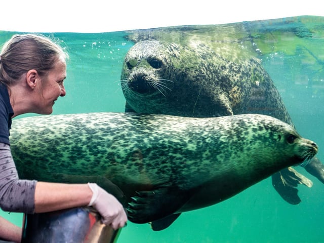 The seals swim up to say hello.