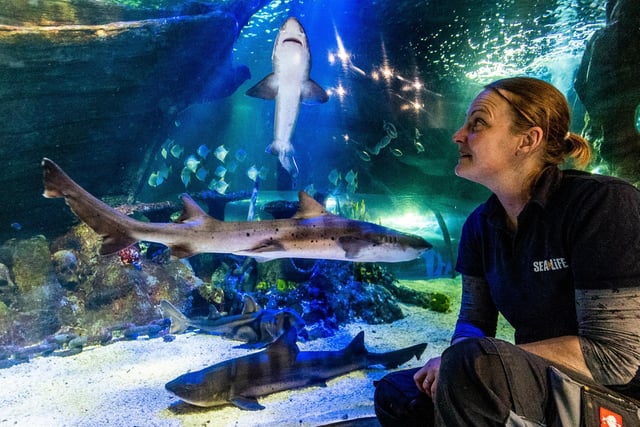 Curator Lyndsey looks on at some of the aquarium's sharks.
