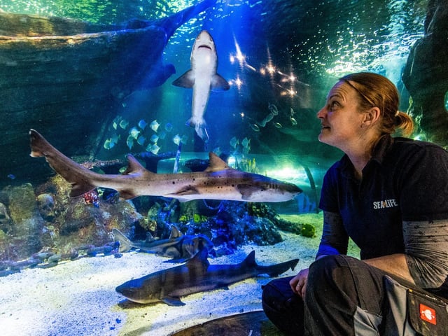 Curator Lyndsey looks on at some of the aquarium's sharks.
