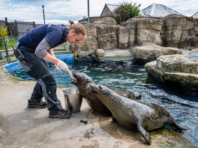 Feeding time for the seals.