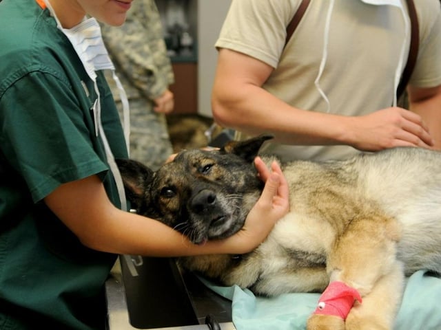 Vets are the ninth most likely job to be exposed to coronavirus according to the ONS.