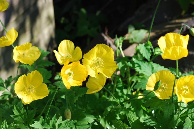 Yellow Poppies in the garden by Mike Halliwell.