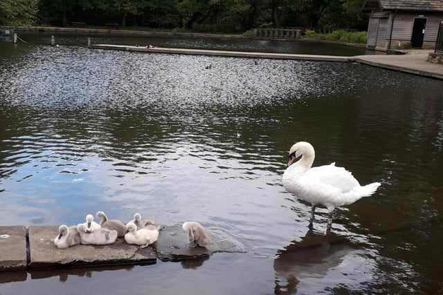 Mother swan and seven cygnets in Shibden Park by Bronwen Cruickshank.