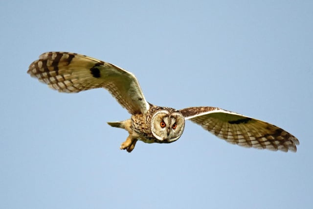 Long eared owl taken by Steve Midgley.
