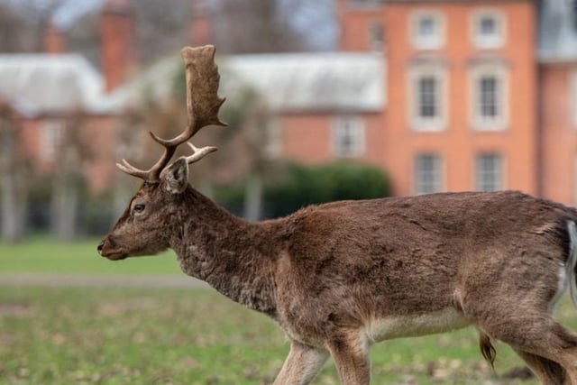 A garden for all seasons, an ancient deer park and a house filled with treasures and stories (Pic: National Trust)