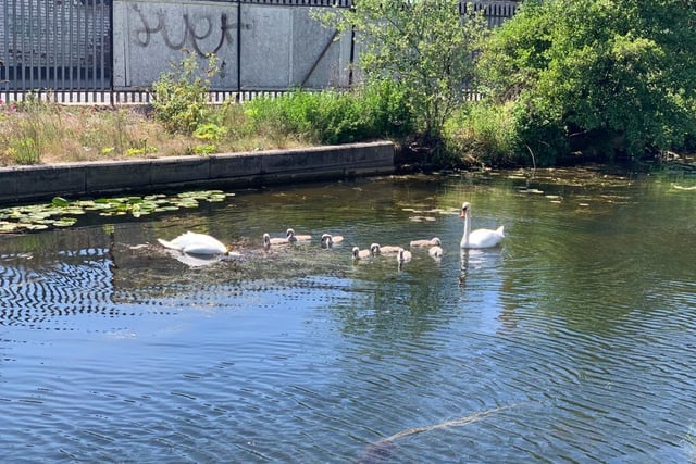 Two swans and their newborn cygnets had lots of admirers along the Leeds Liverpool Canal.