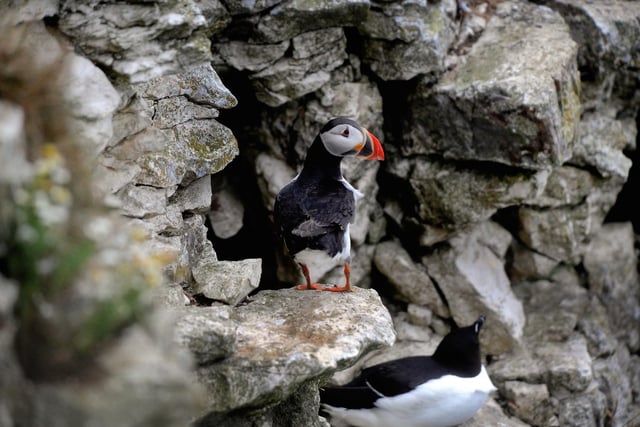 Open: Car parks and trails
Closed: Cafes and visitor centres
The RSPB has reserves at Bempton Cliffs, near Bridlington, and Fairburn Ings, near Castleford