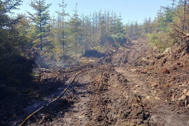 Hundreds of trees have been scorched in the fire which has raged for more than 24 hours