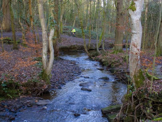 Check out these woodlands walks in the region