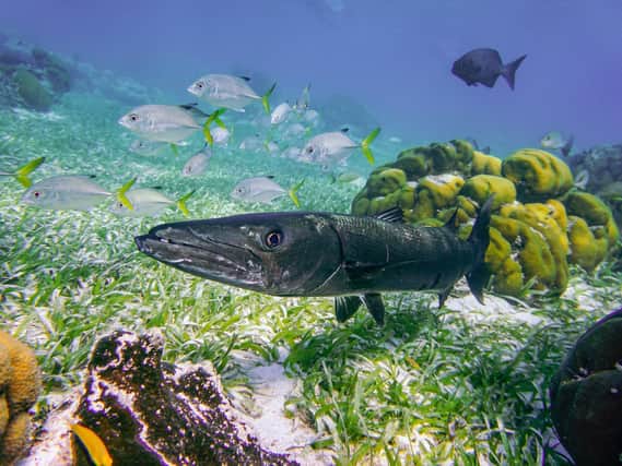 A beautiful barracuda journeying through Belize.

Barracudas are one of the fastest fish in the sea with an estimated speed of 36mph. The biggest threats to barracudas are recreational fishing and the barracuda meat trade.
