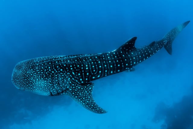 A giant whale shark in the Maldives.

Although giant, whale sharks are friendly fish that pose no threat to humans. Theyre currently listed as a vulnerable species but they continue to be hunted in some parts of the world.