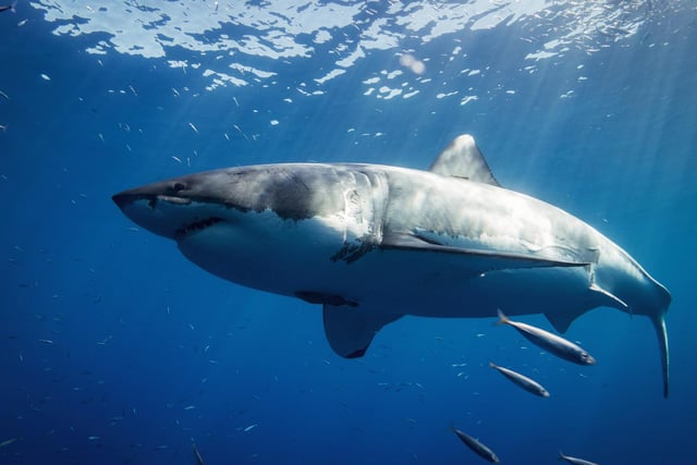 A Great White Shark in the crystal clear waters of Guadalupe Island, Mexico.

Great whites are the largest predatory fish on Earth. They grow to an average of 15 feet in length and are considered a vulnerable species.