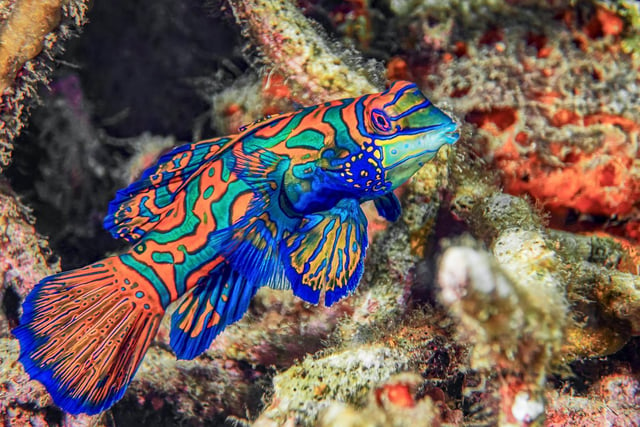 Mandarin Fish in Lembeh Strait, Indonesia.

The Mandarin fish may be beautiful, but they use both poison and a revolting smell to keep predators away.