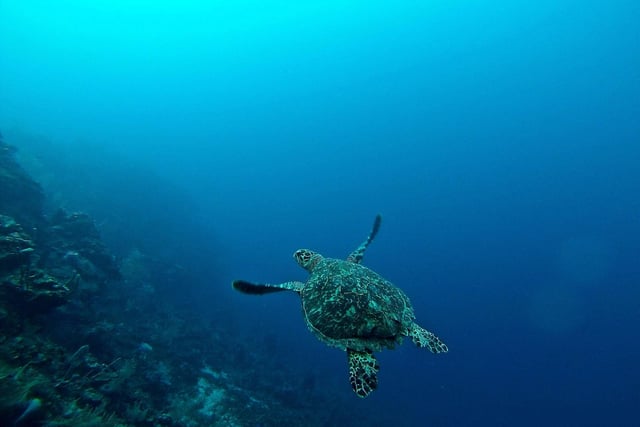 A turtle swimming gracefully in Roatn, Honduras.

Six of the seven sea turtle species are sadly classified as threatened, endangered, or critically endangered. This is largely due to pollution and climate change and hunting and fishing.