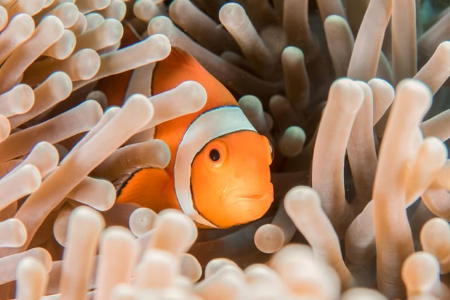 An orange and white clownfish hiding in sea anemone in Indonesia.

Clownfish are all born male but can change their sex. They only usually change to become the dominant female.