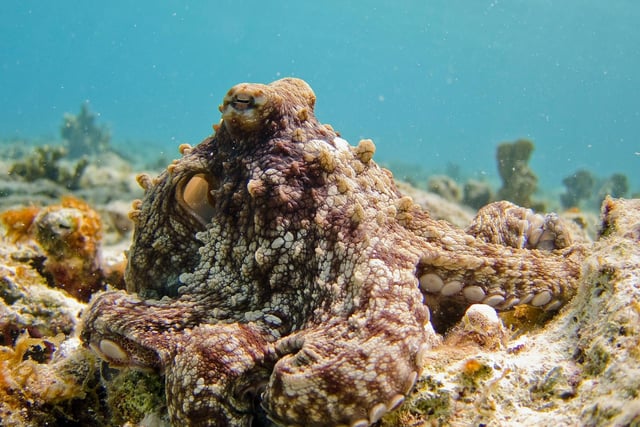 Master of camouflage - an octopus found in Bonaire's waters.

Octopuses are incredibly intelligent animals that have a range of tricks (evolved over tens of millions of years) to thwart would-be attackers. They are not believed to be under threat, but they are sensitive to pollutants.