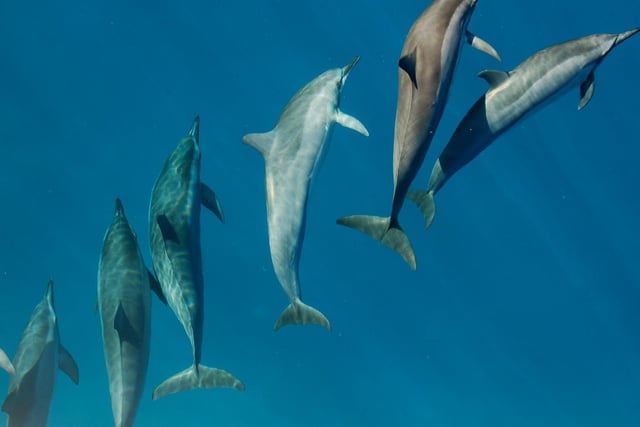 A school of spinner dolphins swimming close to Molokini Island in Hawaii.

Skilled acrobats, spinner dolphins are often seen jumping out of the water performing complicated aerial manoeuvres.