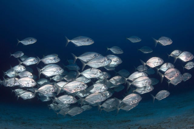 A shoal of fish swimming near Amed Beach, Indonesia.

When fish (or other aquatic animals) swim in a cluster, its called a shoal. Its thought fish do this to confuse their predators and to save energy.