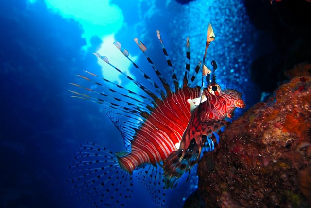 Up close with a Lionfish in Dahab, Egypt.

Lionfish are well known for their venomous fin spines, which can cause painful (but rarely fatal) puncture wounds. Each species also bears zebra-like stripes.