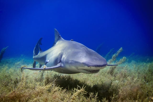 Lemon sharks in the Bahamas.

With a distinct yellow colour on its skin, the lemon shark is a powerful underwater predator. Listed as near threatened, the lemon shark is often targeted by commercial fishers that sell and trade the sharks fins and meat.