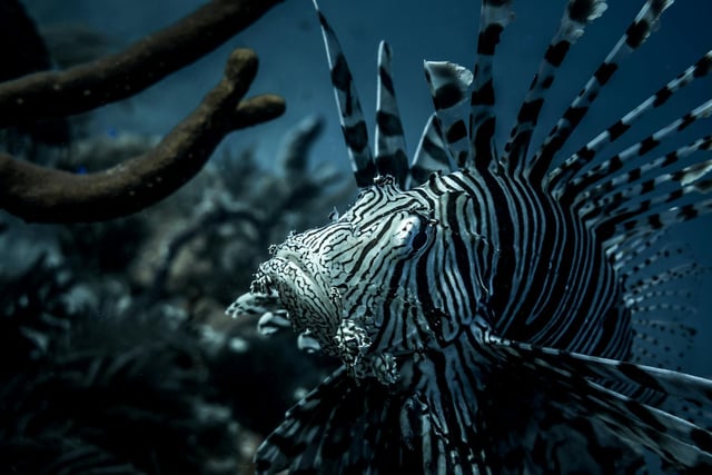 Lionfish on the coral reef at Turks and Caicos.

The lionfish are considered an invasive species after they quickly spread their geographic ranges in the early 21st century. This disrupted the balance of ecosystems and threatened the well-being of coral reefs and other marine ecosystems. Science agencies are working hard to stop further spread and control the existing population.