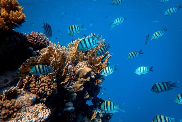 School of fish and colourful coral in the Red Sea, Egypt.

The coral reefs found in the Red Sea are known for their extraordinary heat tolerance and resistance to rising sea temperatures. However, many reefs are threatened by other things like development, overfishing and disease.