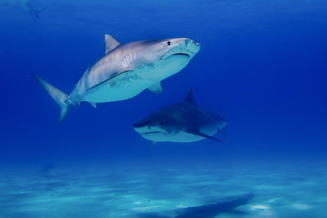 Two tiger sharks in the Bahamas.

Tiger Sharks are heavily hunted for their fins, flesh, skin and livers. They have very low repopulation rates and as a result, are listed as near threatened.