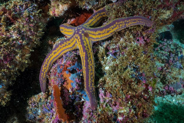 Yellow and Purple Starfish in a coral reef in Puerto Vallarta, Mexico. 

Marine scientists have undertaken the tough task of swapping the starfishs name to sea star because the starfish is not a fish.